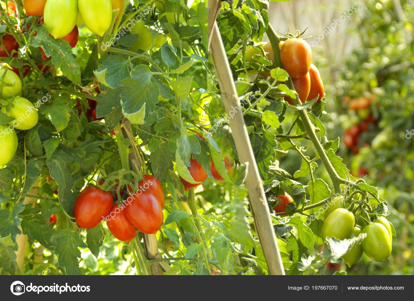 spanish farm bushes fresh aromatic tomatoes stock photo fresh in spanish