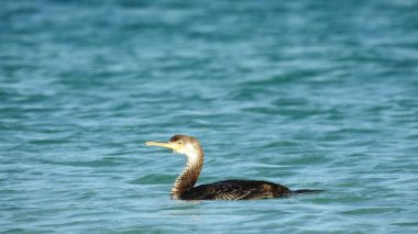 Mavi İtalyan denizde karabatak