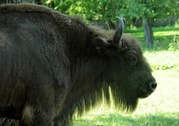 Two European bisons - zubr - in Polish region Bialowieza