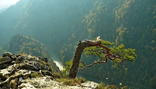 Polónia Montanhas Pieninas Árvore Isolada Monte Sokolica Rio Dunajec Imagens De Bancos De Imagens Sem Royalties