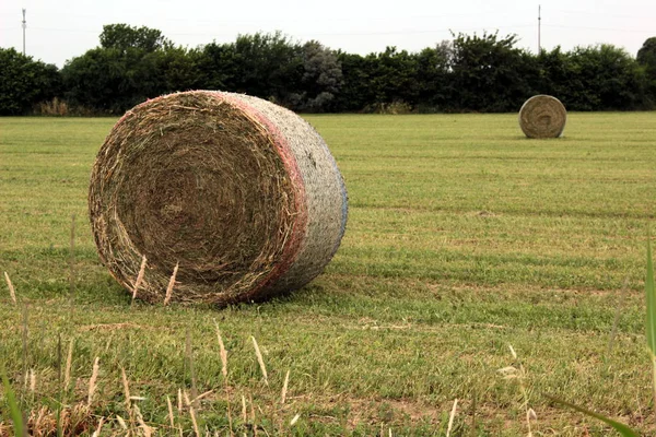 Campo Grão Verão — Fotografia de Stock