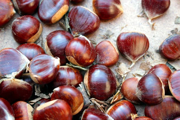 Algunas Castañas Otoño —  Fotos de Stock