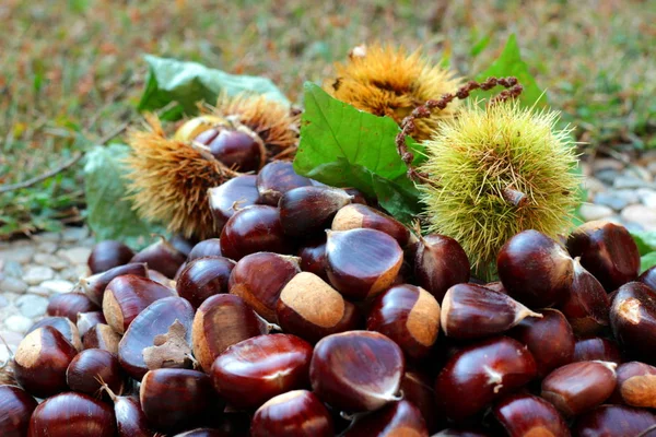 Sommige Kastanjes Herfst Rechtenvrije Stockfoto's