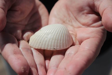 Kumsalda deniz kabuğu