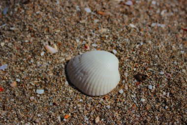 Kumsalda deniz kabuğu