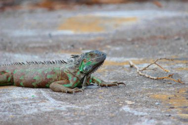 Iguana