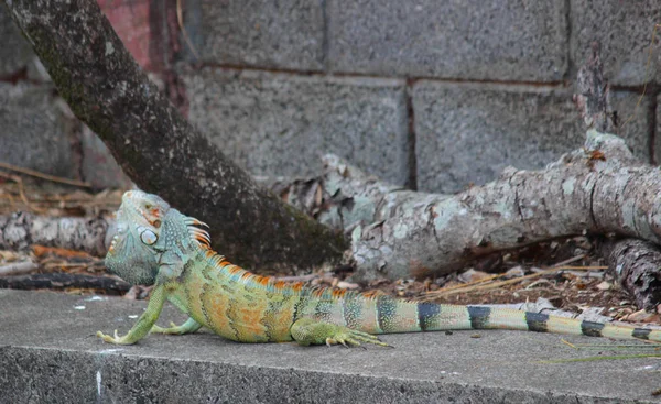 Iguana — Stockfoto