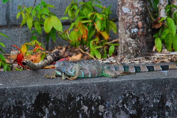 Leguan — Stockfoto