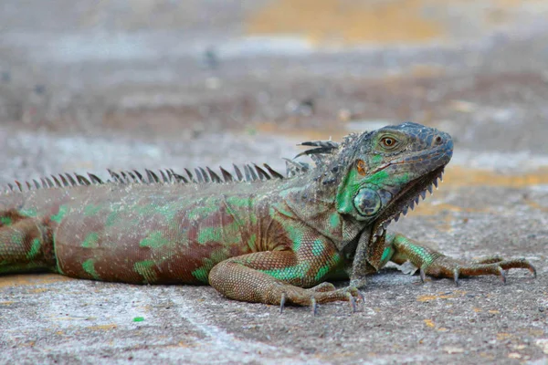 Iguana — Stock Photo, Image