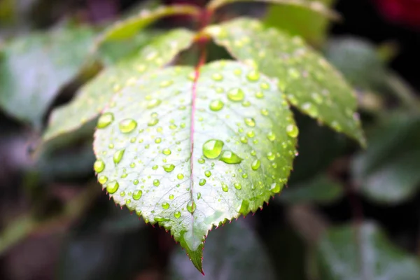 Blad met wter — Stockfoto