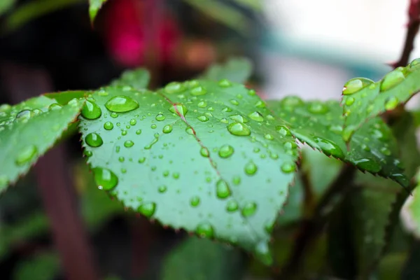 Blad met wter — Stockfoto