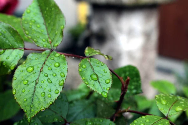 Blad met wter — Stockfoto