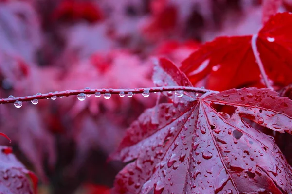 Leaf with wter Stock Image