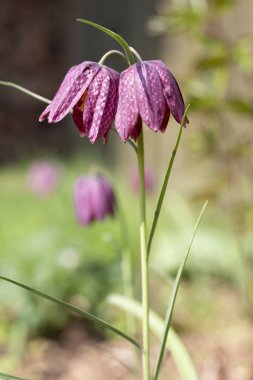 Fritillary çiçek, Bahar sırasında bir bahçede Fritillaria destek yılan kafa