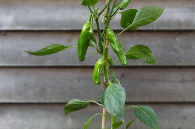 Padron kırmızı biber biber bitki üzerinde büyüyen. Biber İspanyolca tapas tabak olarak popüler