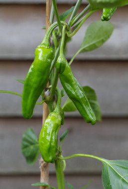 Padron kırmızı biber biber bitki üzerinde büyüyen closeup. Biber İspanyolca tapas tabak olarak popüler