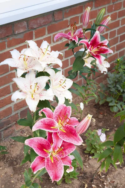 White Pink Stargazer Oriental Lily Flowers Lilies Flower Bed — Stok fotoğraf