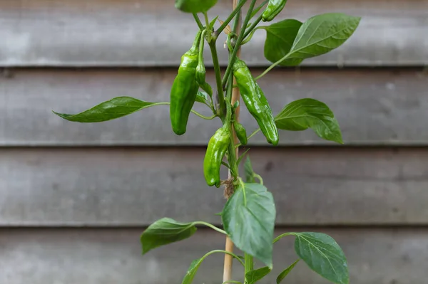 Padron Chilli Peppers Growing Pepper Plant Peppers Popular Spanish Tapas — Stock Photo, Image