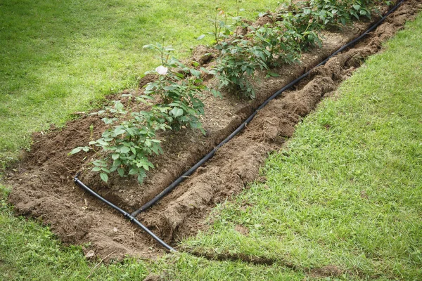 Soaker のホースは庭の花壇に水灌漑用溝に取り付けられています — ストック写真