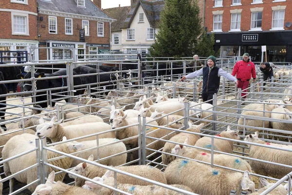 Winslow Wielka Brytania Listopada 2018 Owce Stłoczeni Daleko Sprzedawany Drodze — Zdjęcie stockowe