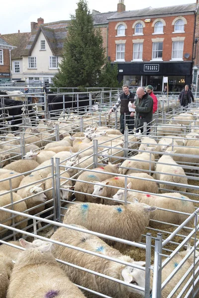 Winslow Wielka Brytania Listopada 2018 Owce Odbywają Się Pióra Wystawie — Zdjęcie stockowe