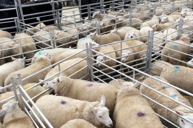 Winslow, İngiltere - 26 Kasım 2018. Koyun Winslow Primestock Show'da kalemler içinde tutulur. Bir yıllık olay Buckinghamshire'deki/daki oteller tarihi pazar kasabasında düzenlenen göstermeleridir