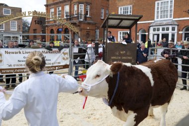 Winslow, İngiltere - 26 Kasım 2018. Sığır Winslow Primestock göstermek açık artırmada tarafından satılmaktadır. Bir yıllık olay Buckinghamshire'deki/daki oteller tarihi pazar kasabasında düzenlenen göstermeleridir