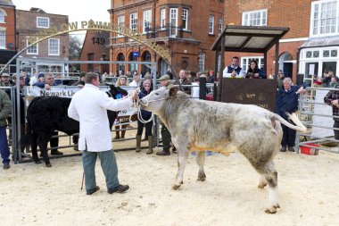 Winslow, UK - November 26, 2018. Cattle are sold by auction at the Winslow Primestock Show. The show is an annual event held in the historic market town in Buckinghamshire clipart