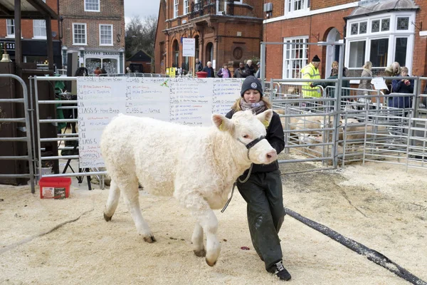 英国温斯洛 2018年11月26日 在第149届温斯洛 Primestock 展会上的评审后 一头小牛被领走 该剧是一年一度的活动 在白金汉郡的历史集镇举行 — 图库照片