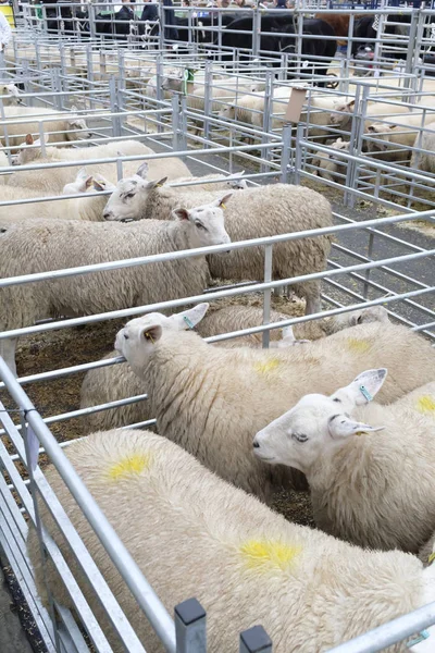 Winslow Νοεμβρίου 2018 Πρόβατα Που Πραγματοποιήθηκε Στην Στυλό Στο Winslow — Φωτογραφία Αρχείου