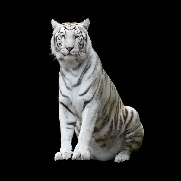 Tigre Blanc Une Variante Tigre Bengale Isolé Découpé Avec Chemin — Photo