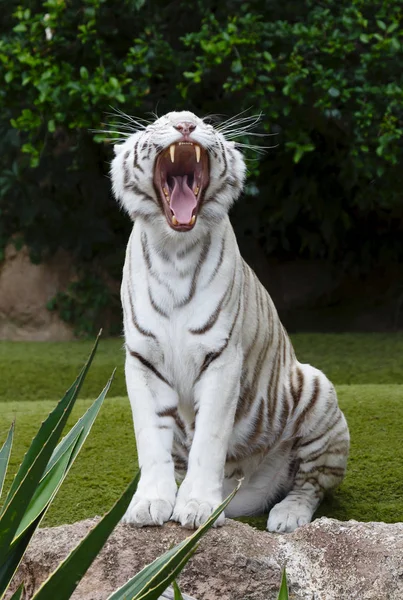 A white tiger yawns baring its teeth. The white tiger is a pigmentation variant of the Bengal tiger.