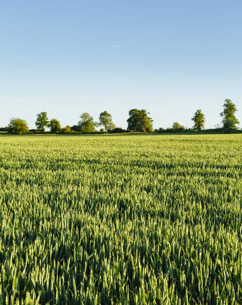 Vete Fält Landskap Med Blå Himmel Landsbygd Storbritannien — Stockfoto