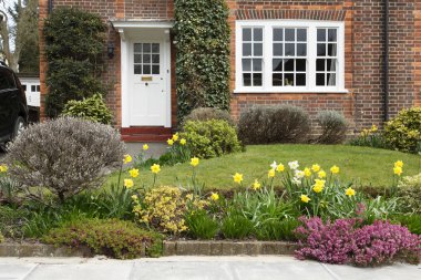 A period house in Pinner, London, with a front garden planted with daffodil flowers clipart