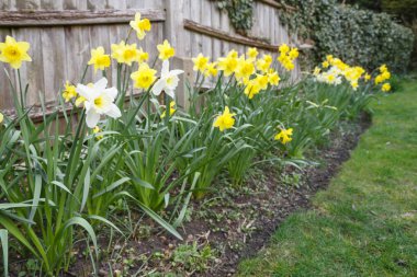 Sarı ve beyaz nergis bir bahçe flowerbed İngiltere, BK'da içinde