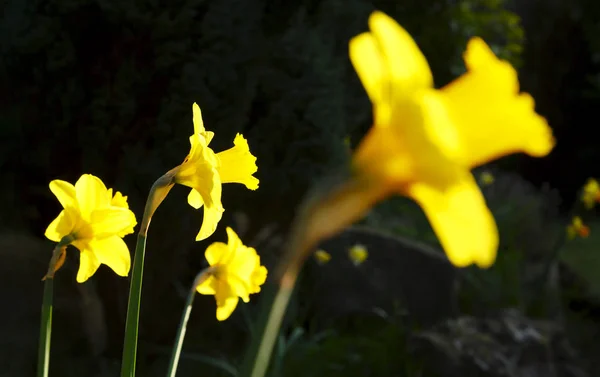 Daffodils Narcissus Closeup Growing English Garden — Stock Photo, Image