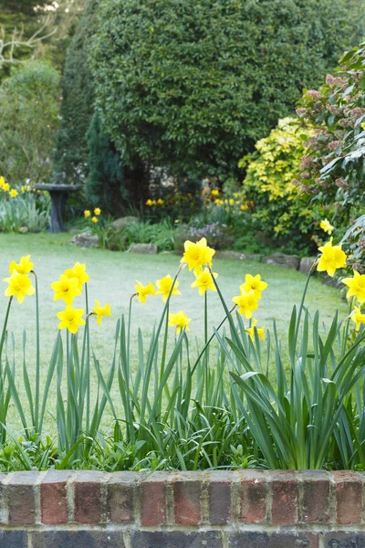 Daffodil Flowers Spring Garden Border English Garden — Stock Photo, Image