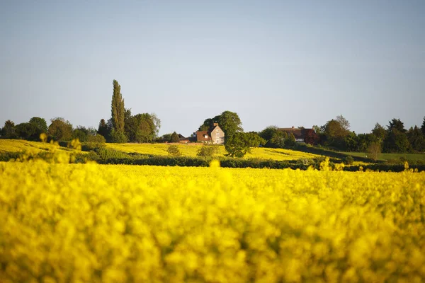 Деревня Англии Окруженная Полями Желтого Цветка Рапса Мелкая Глубина Резкости — стоковое фото