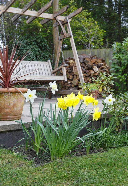 Narcisos en el jardín — Foto de Stock