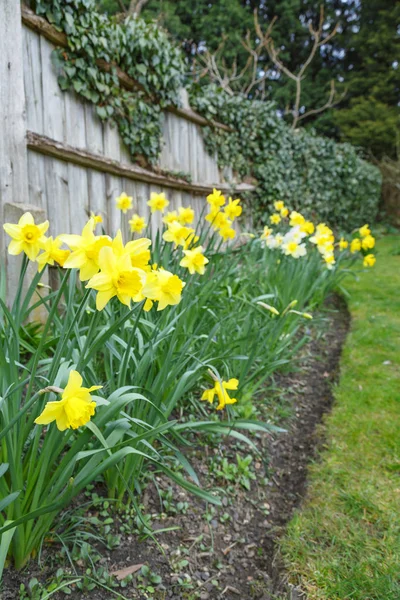 Spring flowers, yellow daffodils — Stock Photo, Image