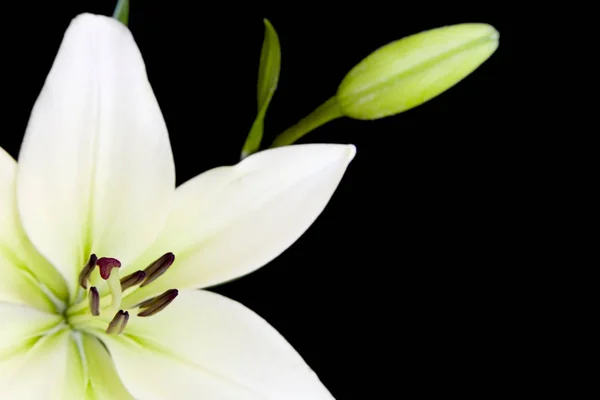 Bílá lilie s kopií prostor — Stock fotografie
