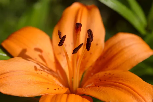 Pomarańczowy tiger lily — Zdjęcie stockowe