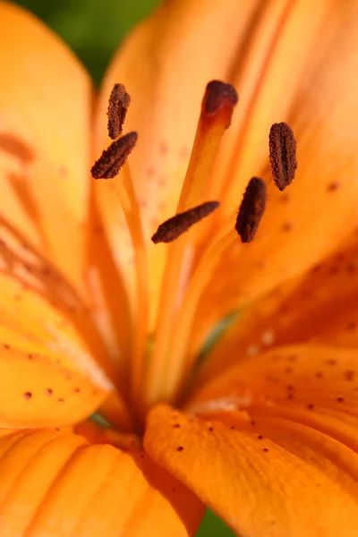 Orangefarbene Tigerlilie — Stockfoto