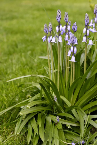 Bluebells and lawn — Stock Photo, Image