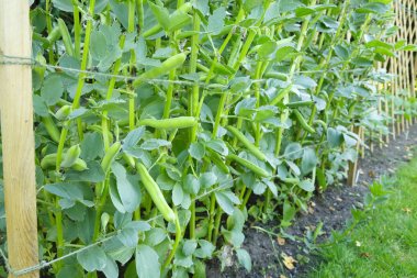 Fava fasulye si