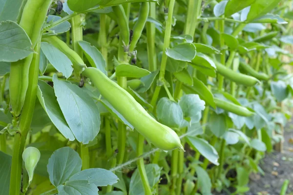 Broad beans close up — Stock Photo, Image