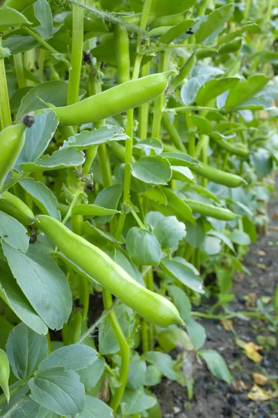 Broad bean plant — Stock Photo, Image