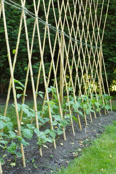 Runner beans on bamboo canes — Stock Photo, Image