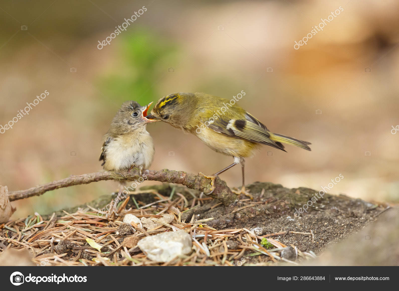 Garden Bird Identification Chart Download