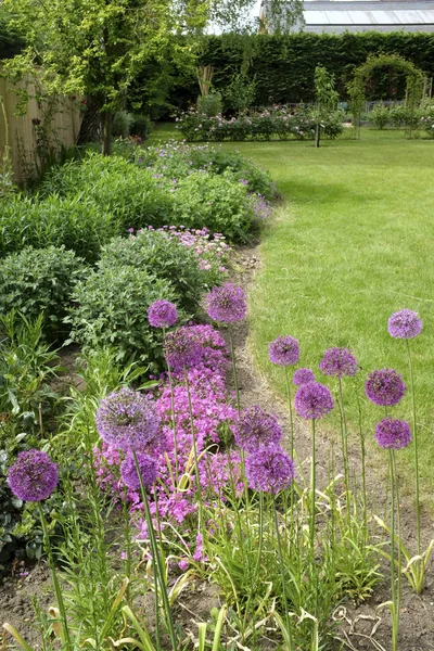 Allium virágoskert — Stock Fotó